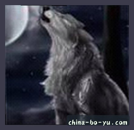 赵阳